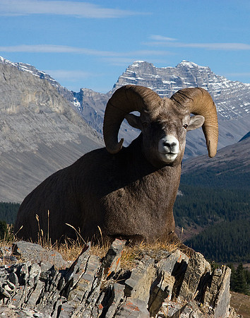 Bighorn Sheep Ram - BHRM00370