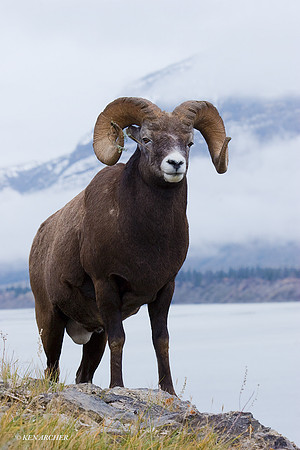 BHRM00089 - Rocky Mountain Bighorn Sheep