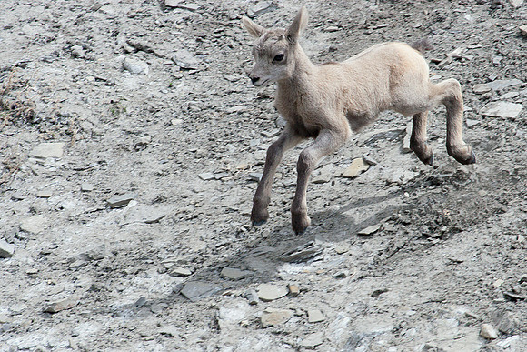 RMBS00232-Rocky-Mountain-Bighorn-Sheep
