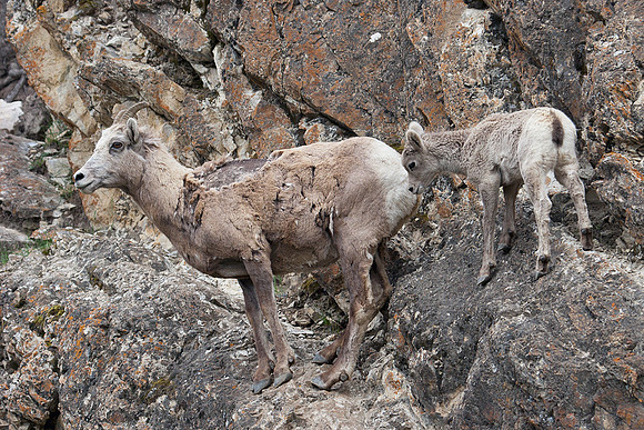 RMBS00125-Bighorn-Sheep-Ewe-and-Lamb