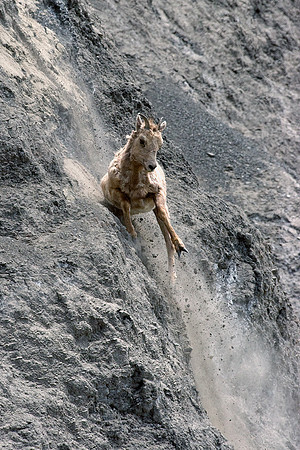 Rocky Mountain Bighorn Sheep Ewe - RMBS