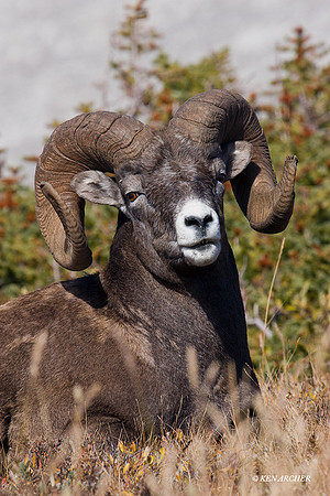 BHRM00242 Rocky Mountain Bighorn Sheep