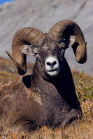 BHRM00220-Rocky-Mountain-Bighorn-Sheep