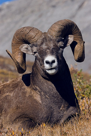 BHRM00220-Rocky-Mountain-Bighorn-Sheep