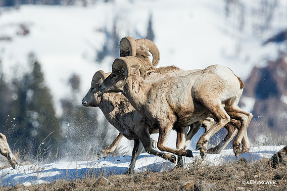 BHWR00799 - Rocky Mountain Bighorn Sheep