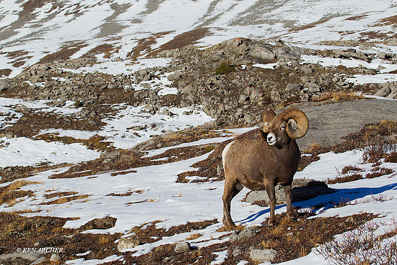 BHRM00718 Rocky Mountain Bighorn Sheep