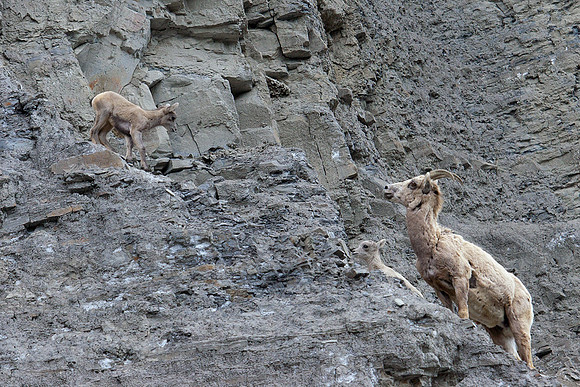 RMBS00278-Rocky-Mountain-Bighorn-Sheep