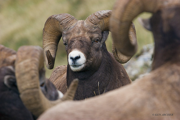BHRM00155 - Rocky Mountain Bighorn Sheep