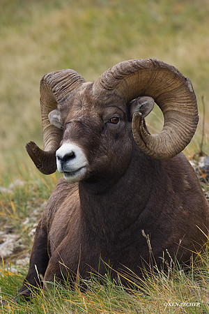 BHRM00030 - Rocky Mountain Bighorn Sheep