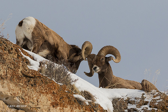 BHWR02031 - Rocky Mountain Bighorn Sheep