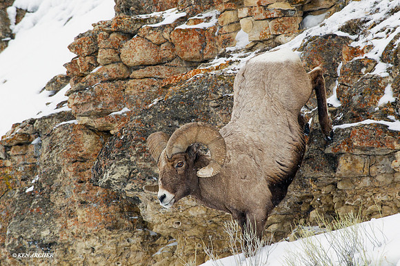 BHWR00446 - Rocky Mountain Bighorn Sheep