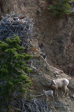 RMBS00381-Rocky-Mountain-Bighorn-Sheep