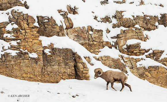 BHWR02703 - Bighorn Sheep