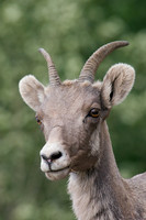 RMBS00215-Rocky-Mountain-Bighorn-Sheep