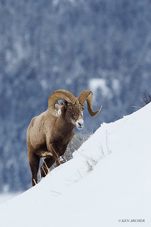 BHWR00529 - Rocky Mountain Bighorn Sheep