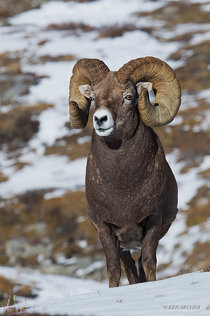 Trophy Bighorn Sheep Ram - BHRM00598