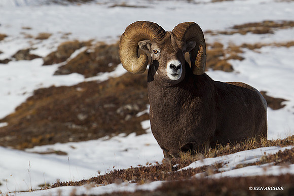 Trophy Bighorn Ram - BHRM00588