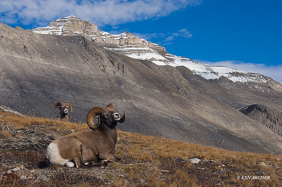 BHRM00246 - Rocky Mountain Bighorn Sheep