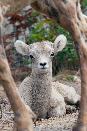 RMBS00018-Bighorn-Sheep-Lamb