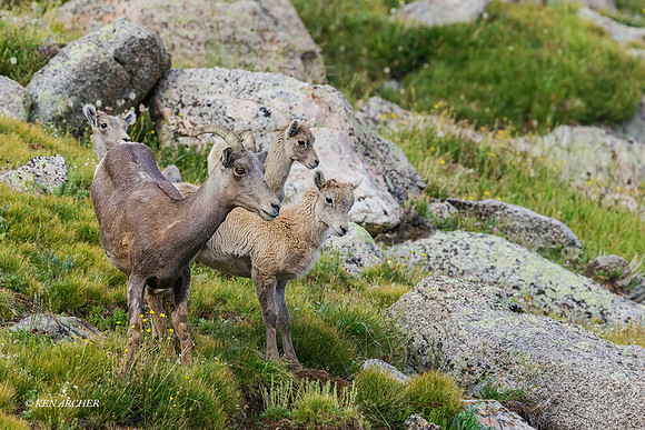 COBS00547 - Rocky Mountain Bighorn Sheep