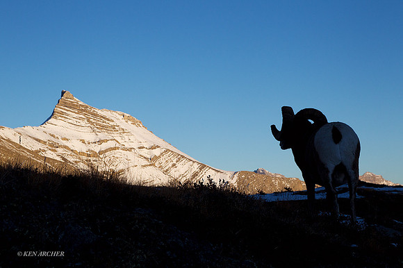 BHRM00774 - Rocky Mountain Bighorn Sheep
