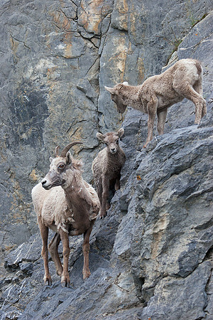 RMBS00188-Bighorn-Sheep-Ewe