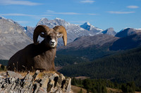 Rocky Mountain Bighorn Sheep Ram- BHRM00369