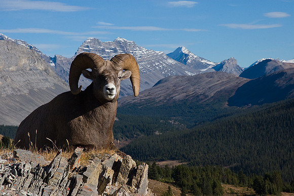 Rocky Mountain Bighorn Sheep Ram- BHRM00369