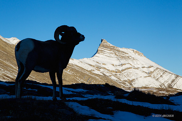BHRM00758 Rocky Mountain Bighorn Sheep