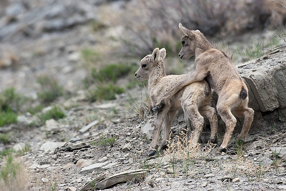 RMBS00323-Rocky-Mountain-Bighorn-Sheep