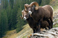 BHRM00132 - Rocky Mountain Bighorn Sheep