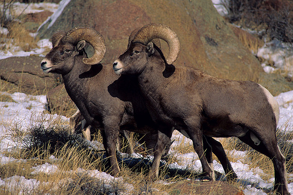 RMBS470835-Rocky-Mountain-Bighorn-Sheep,-RMNP,-Colorado