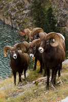 Rocky Mountain Bighorn Sheep Rams  - BHRM00100