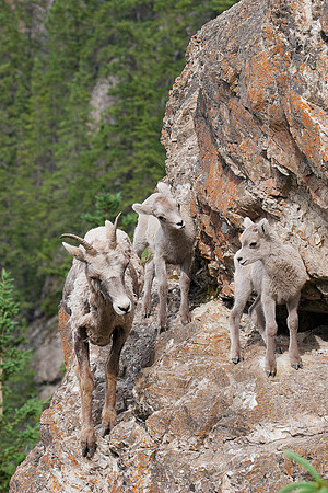 RMBS00114-Bighorn-Sheep-Ewe-and-Lamb