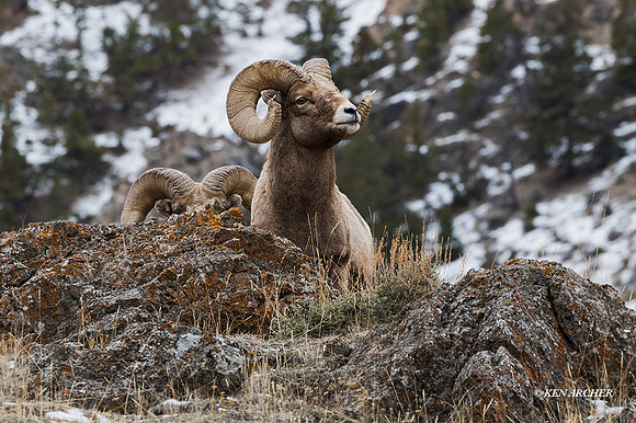 BHWR01907 - Rocky Mountain Bighorn Sheep