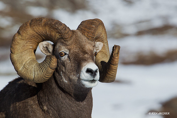 Rocky Mountain Bighorn Sheep Ram - BHRM00610