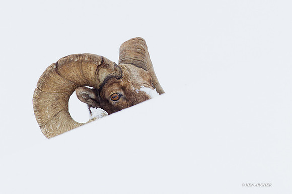 BHWR00534 Rocky Mountain Bighorn Sheep