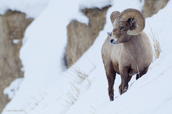 Bighorn Sheep Ram - BHWR00068