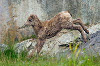 RMBS00032-Bighorn-Sheep-Lamb