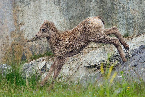 RMBS00032-Bighorn-Sheep-Lamb