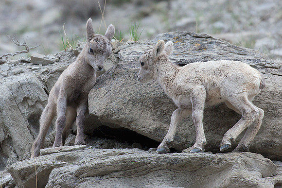 RMBS00314-Rocky-Mountain-Bighorn-Sheep