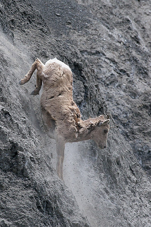 RMBS00401-Rocky-Mountain-Bighorn-Sheep