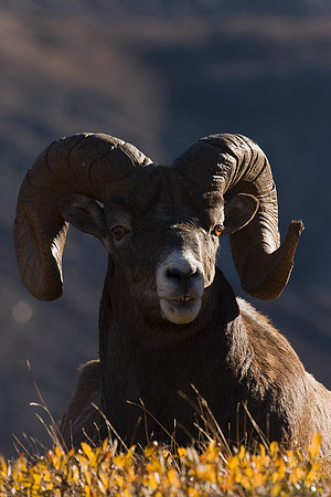 BHRM00386-Rocky-Mountain-Bighorn-Sheep