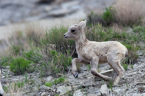RMBS00327-Rocky-Mountain-Bighorn-Sheep