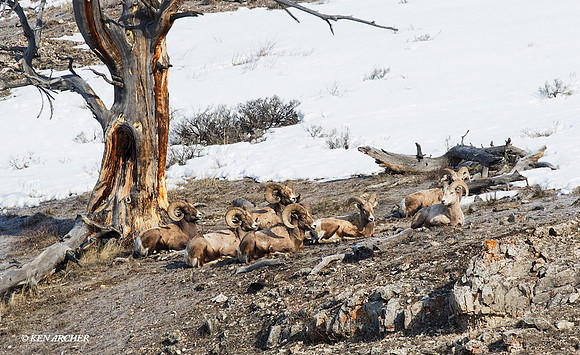 BHWR00751 - Rocky Mountain Bighorn Sheep
