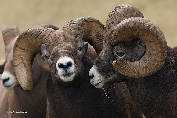 BHRM00065 - Rocky Mountain Bighorn Sheep
