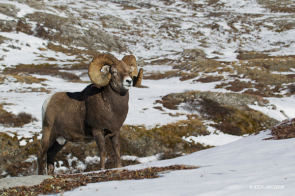BHRM00608 Rocky Mountain Bighorn Sheep