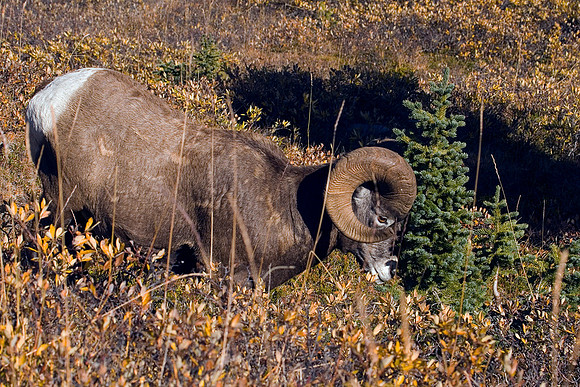 BHRM00337-Rocky-Mountain-Bighorn-Sheep