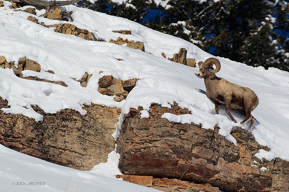 BHWR00018 - Rocky Mountain Bighorn Sheep