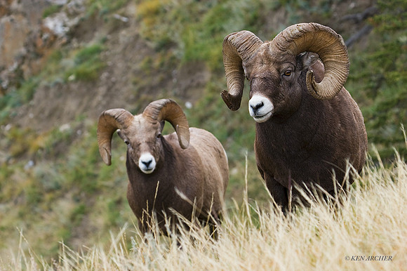 BHRM00050 - Rocky Mountain Bighorn Sheep